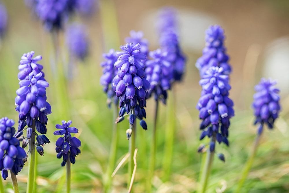 You are currently viewing Three Gorgeous Early-Spring Flower Species You Need to Meet