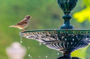 Read more about the article Five Steps to Creating a Thriving Ecosystem in Your Backyard (+ Plants To Attract And Aid Butterflies and Birds)