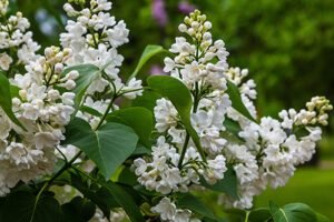 Read more about the article Nine Exotic Trees That Thrive In The Northeast