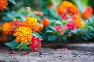 Read more about the article Three Gorgeous Flowering Annuals You’ll Want Planted Next Spring