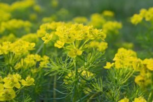 Read more about the article Glengate’s Top Three Favorite Natives For Your Garden