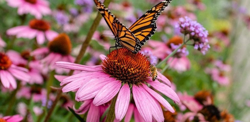 Monarch butterfly and bee on purple coneflower Monarch butterfly and bee on purple coneflower