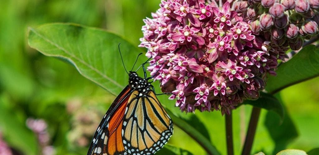 Monarch butterfly on a milkweed flower Monarch butterfly on a milkweed flower